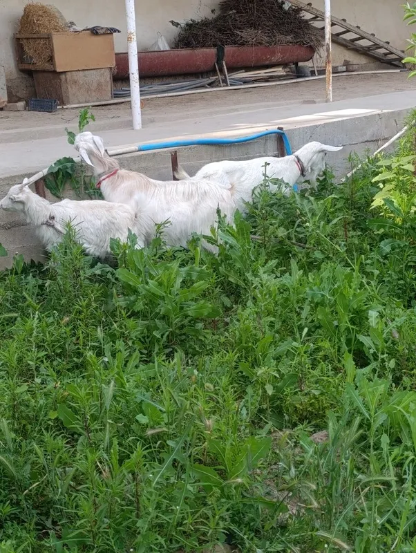 Ona bola echki lar sotiladi soni 3- ta . 2- litr suti bor. — фото 6