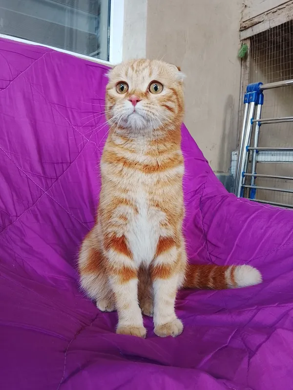 Scottish fold mushugi sotiladi sogʻlom