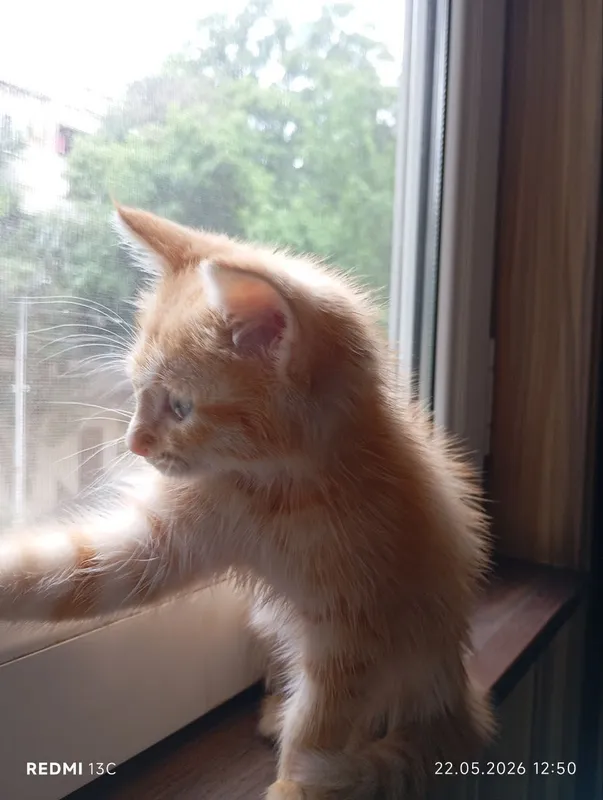 Пристраивается котенок, мальчик 3 Пристраивается котенок, мальчик 3