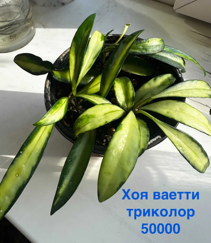 Портулакария афра, Калла белая, Зефирантес выскочка, Спатифиллум, Хоя, — фото 6