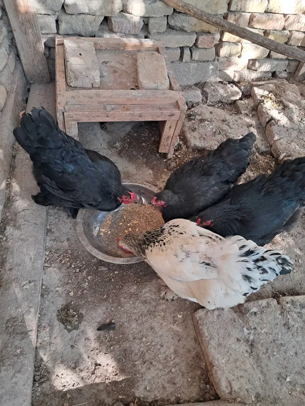 Tovuqlar xonaki 4dona 2 Tovuqlar xonaki 4dona 2