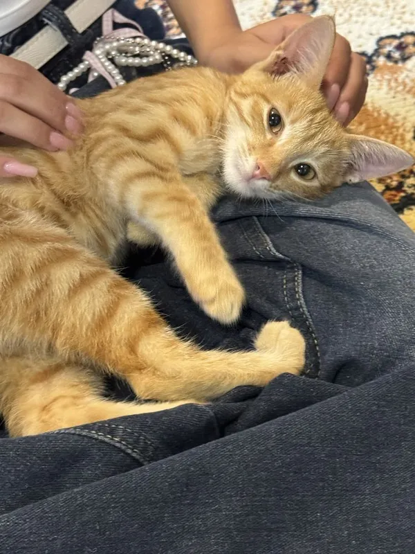 Рыжий котёнок,отдаю в добрые руки,игривый хороший,ласковый — фото 2