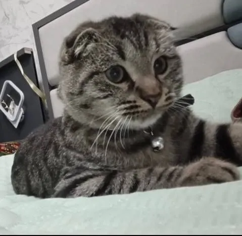 Mushuk scottish fold 1 Mushuk scottish fold 1