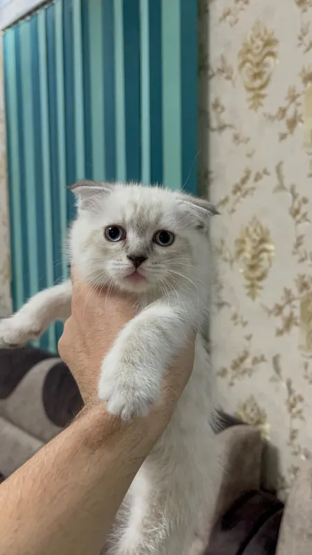 Продаются вислоухие котята