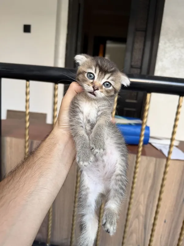 Scottish fold va strite 1