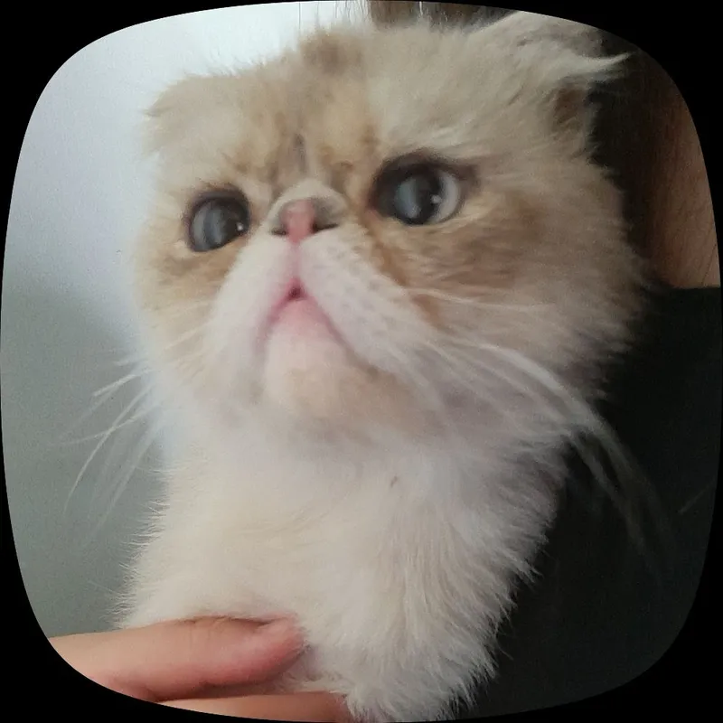 Персидский кот 4 Персидский кот 4