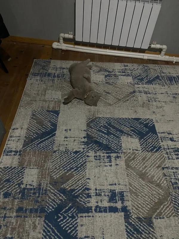Кошка скотиш фолд 6 Кошка скотиш фолд 6