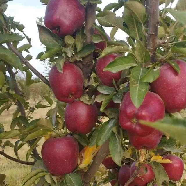 Саженцы яблони крепсон, чанг олма, беш юлдуз 2 Саженцы яблони крепсон, чанг олма, беш юлдуз 2
