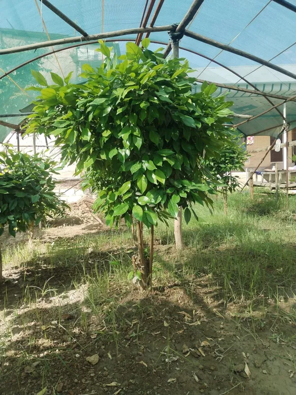 5 yillik limon ko'chatlari