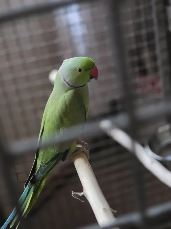 AJIRELIVIY Para sotiladi tayyor kopeytirishga — фото 3