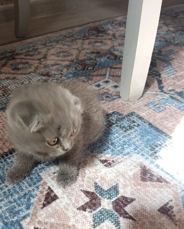 Продаются вислоухие котята!