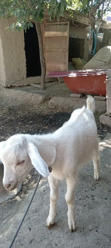 Qwertyuiopasdfgh