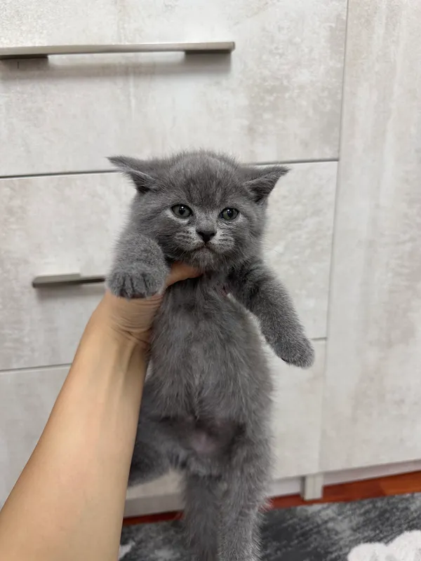 Продаются Скоттиш Страйт котята 3