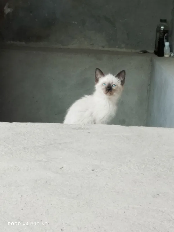 Сиамские котята. — фото 1