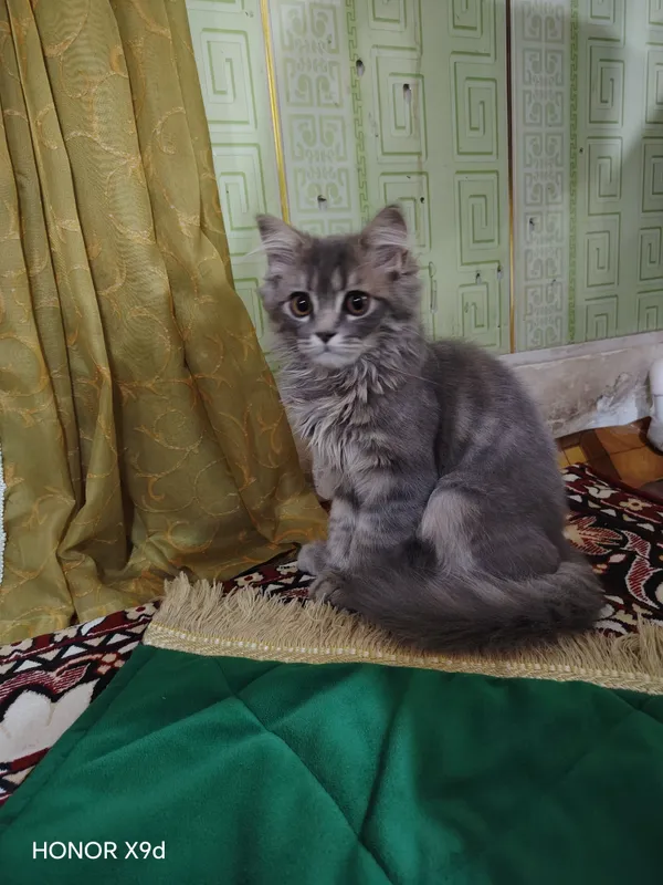 Mushuk zotdor 6 oyli 2
