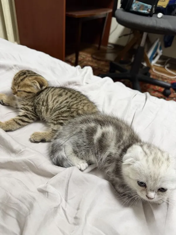 Scottish fold golden shaded 2 oylik 3 Scottish fold golden shaded 2 oylik 3
