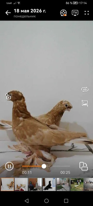 Жёлтые пискуны им месяц