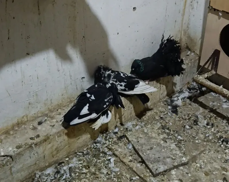 Turli rangdagi buxorolik barabanchilar 5