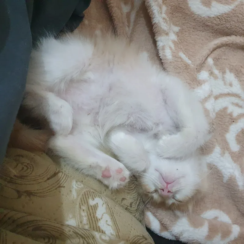 котята пушистые 2 котята пушистые 2