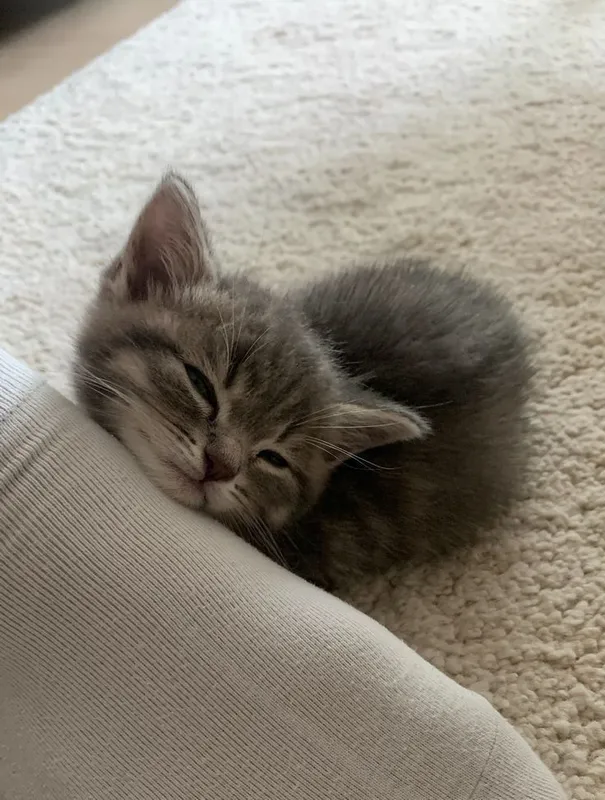 Отдам котёнка бесплатно — фото 2