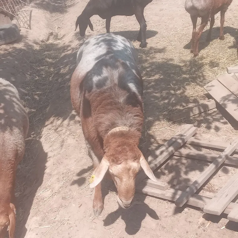 Arashan qozi tish buzmagan