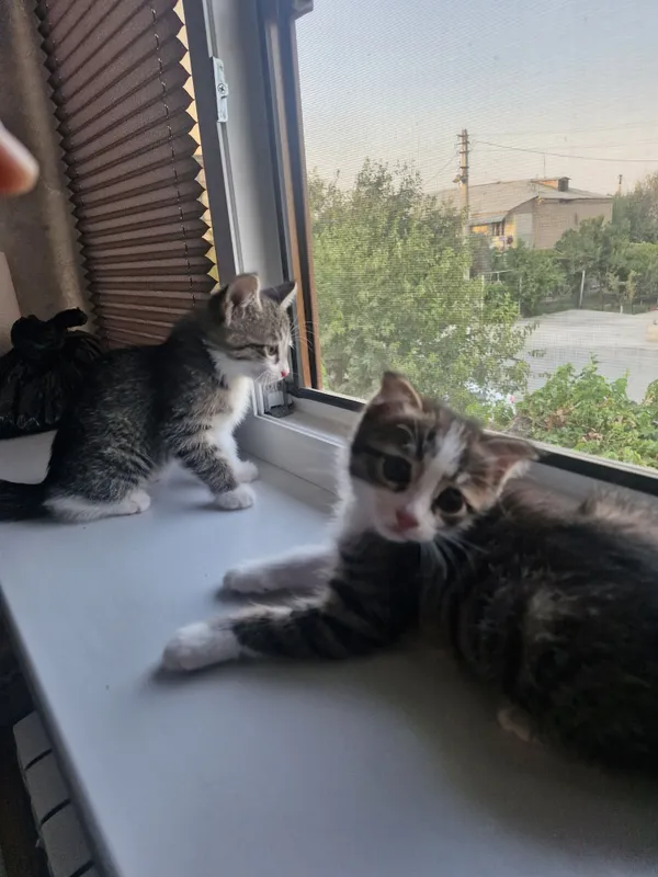 Отдам котят в добрые руки 2 Отдам котят в добрые руки 2