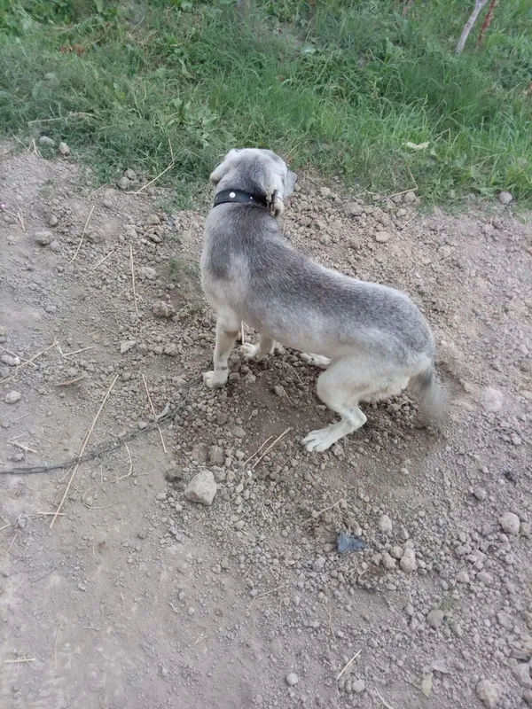 Щенок Алабая девочка 1