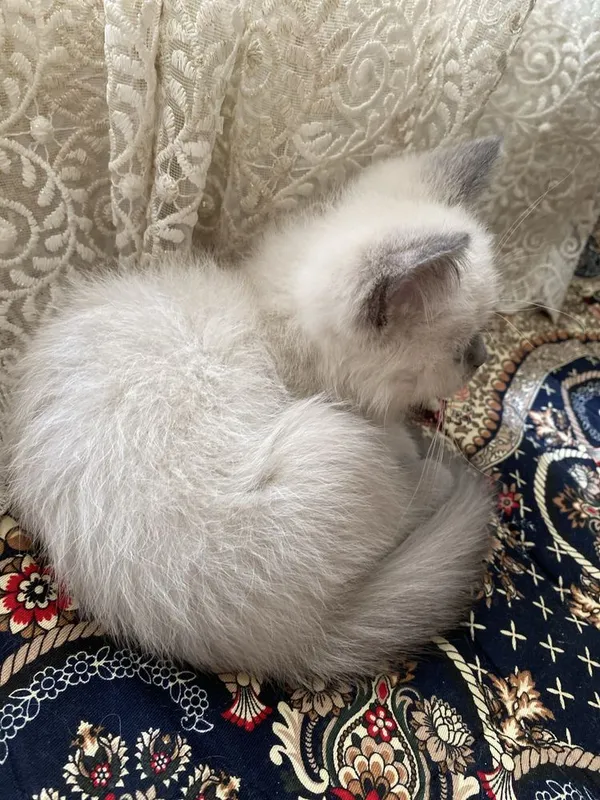 Mushuk sotiladi juda kamyob zot yoshi: 1 oylik (Siamese cat) zod 3 Mushuk sotiladi juda kamyob zot yoshi: 1 oylik (Siamese cat) zod 3