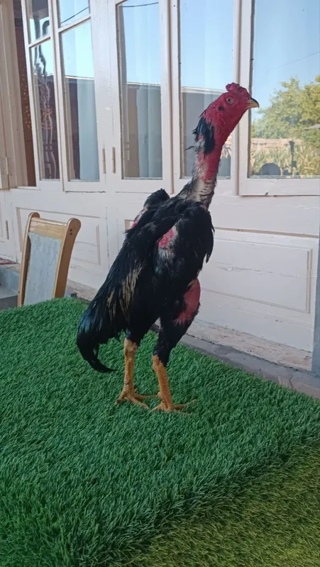 Dakan xoroz sotiladi 1
