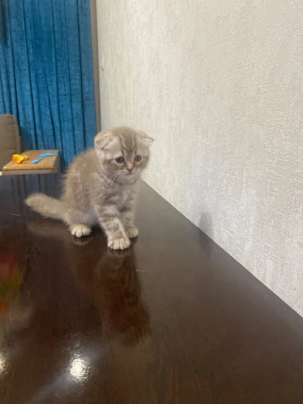 Скотиш фолд котенок — фото 1