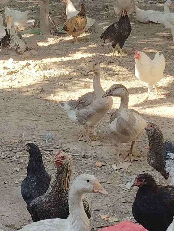 Gʻozlar,ordeklar va tovuqlar — фото 2