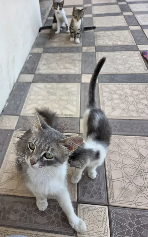 7 котят и 1 мама 6