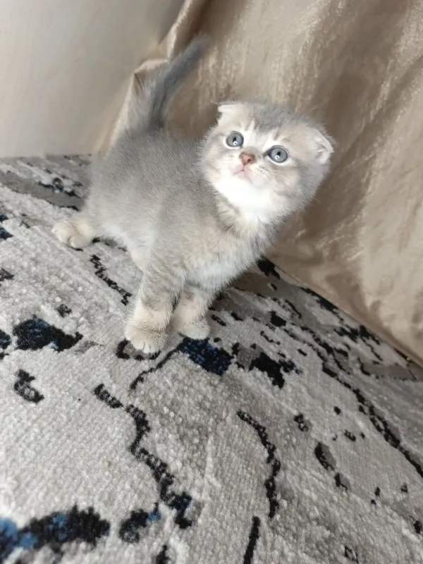 Вислоухие котята — фото 2