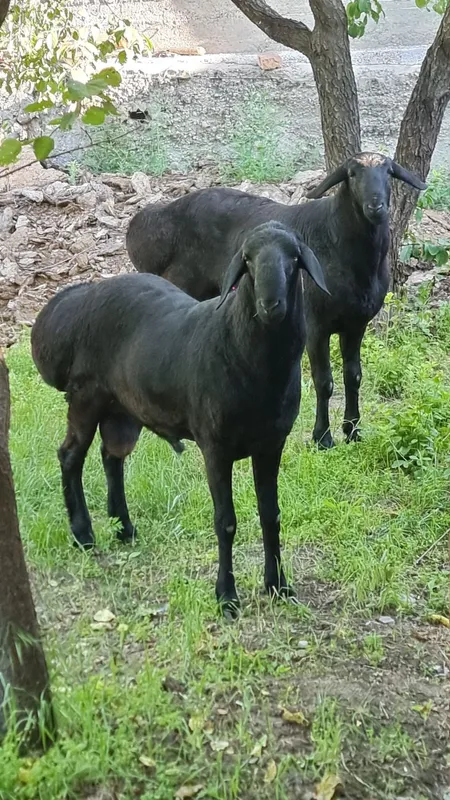 Qurbonlikka yoki zotga qochqor