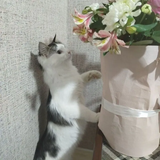 Котик, возраст 11 мес., кастрирован, к лотку приучен. — фото 5