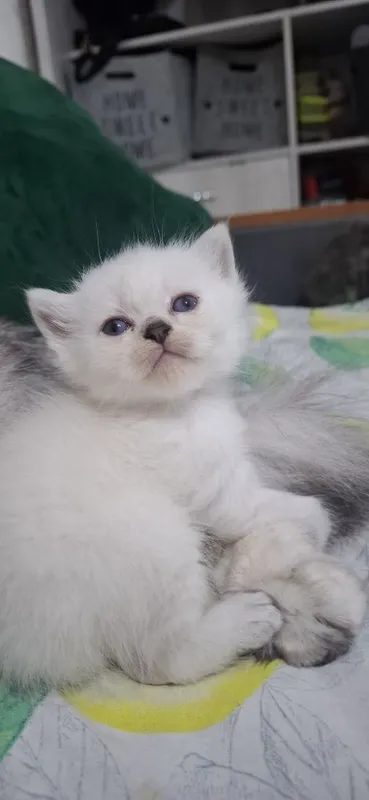 Продаются котята скотишь страйт,фолд. — фото 6