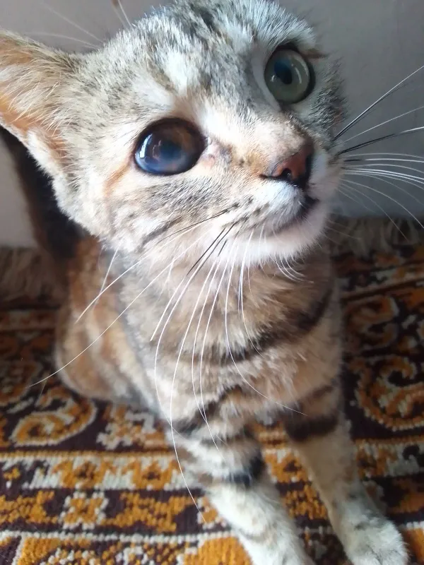 toza mushuk lekin  jaroxati bor kormaydi bita kozi