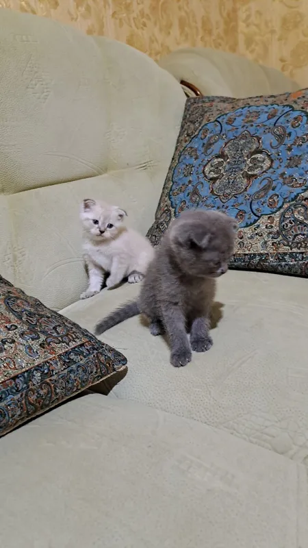 Домашние животные — фото 3