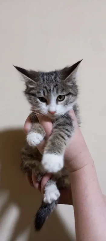котята 7 котята 7