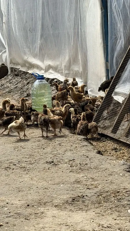 Корейские цыплята ханхяп 2 месячные — фото 1