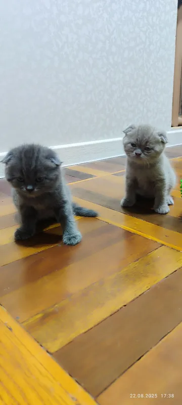 Продаю 3-х котят 1