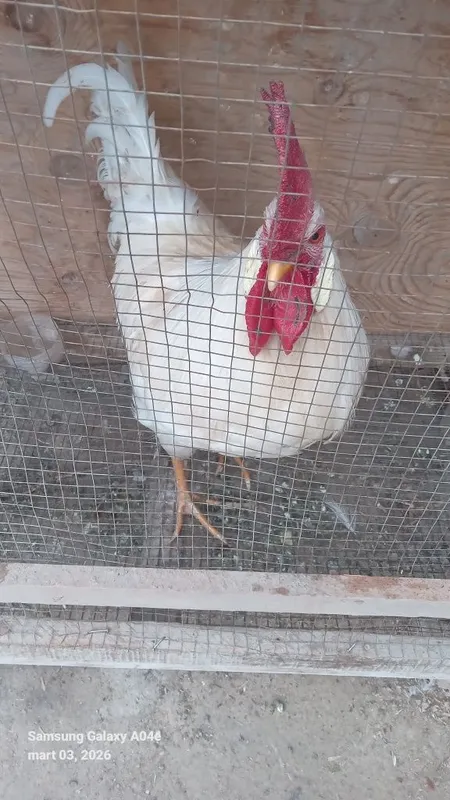 Oq xõroz kasallanmagan semizgina — фото 1