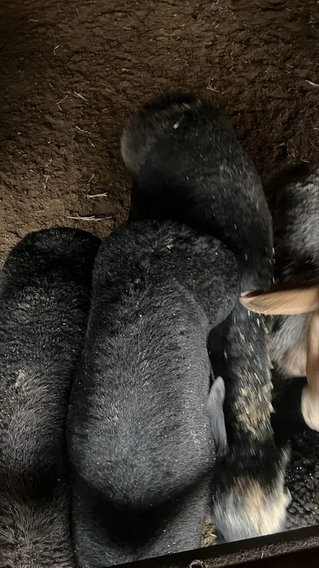 Qurbonlik uchun uyda boqilgan qo’chqorlar sotiladi — фото 6