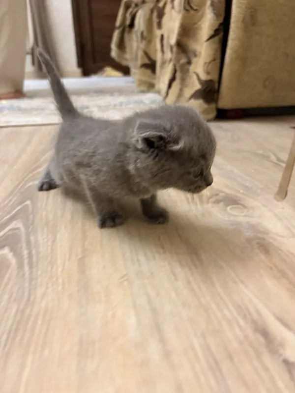 Mushuk Scottish Fold 2 Mushuk Scottish Fold 2