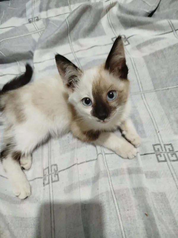 отдадим, котёнка даром отдадим, котёнка даром