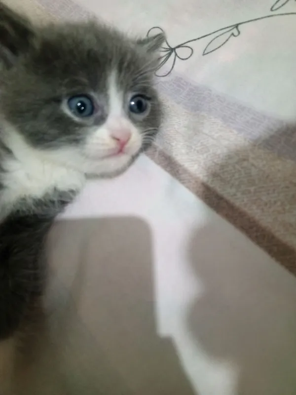 продаются котята Британцы — фото 2