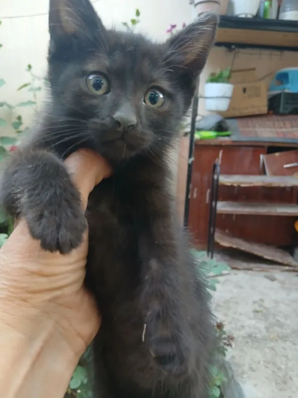 Котята в добрые руки — фото 1