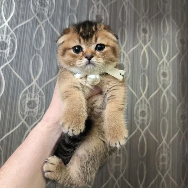 Шикарные милые котята подарят вам любовь и ласку — фото 2