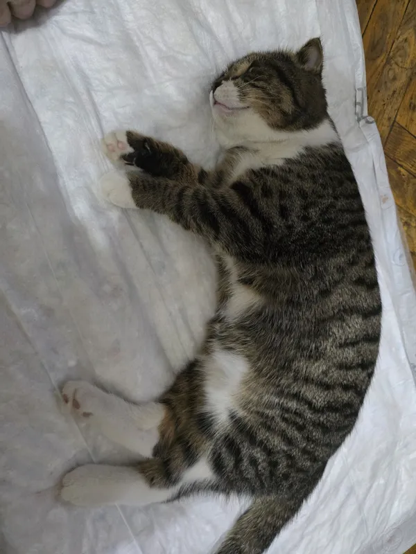 Отдам кота в хорошие руки