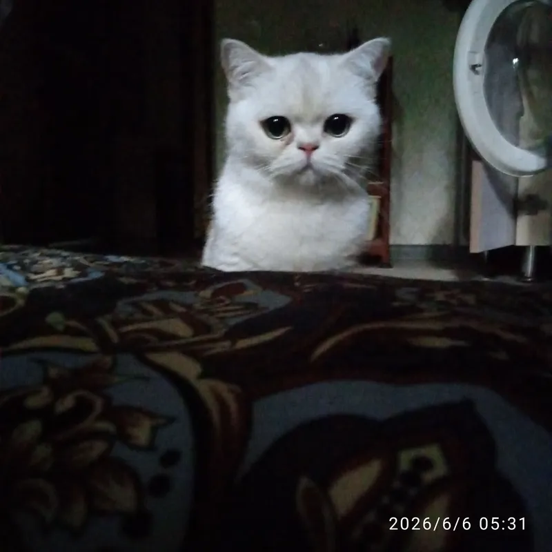 продаётся кошечка — фото 5